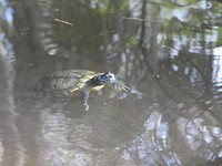 schildpad