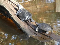 schildpadden