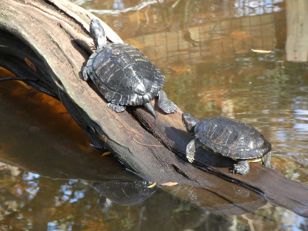 schildpadden