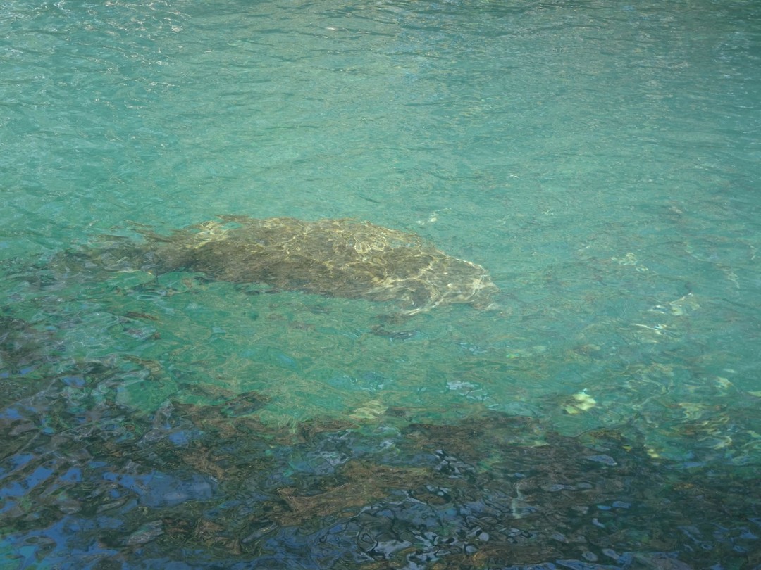 zeekoe