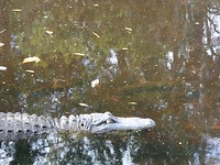 alligator