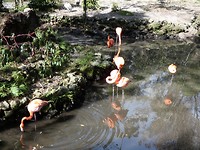 flamingos