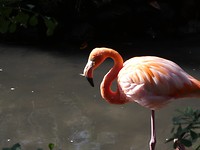 flamingo
