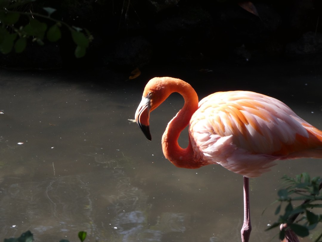 flamingo