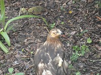 een vogel