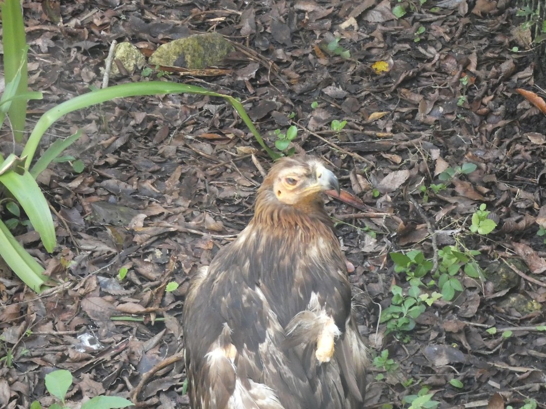 een vogel