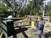 pas op een vogel