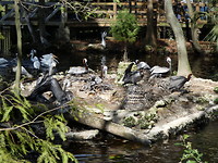 vogels