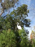 vogel