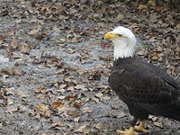 amerikaanse adelaar