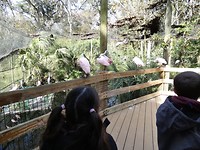 roze vogels