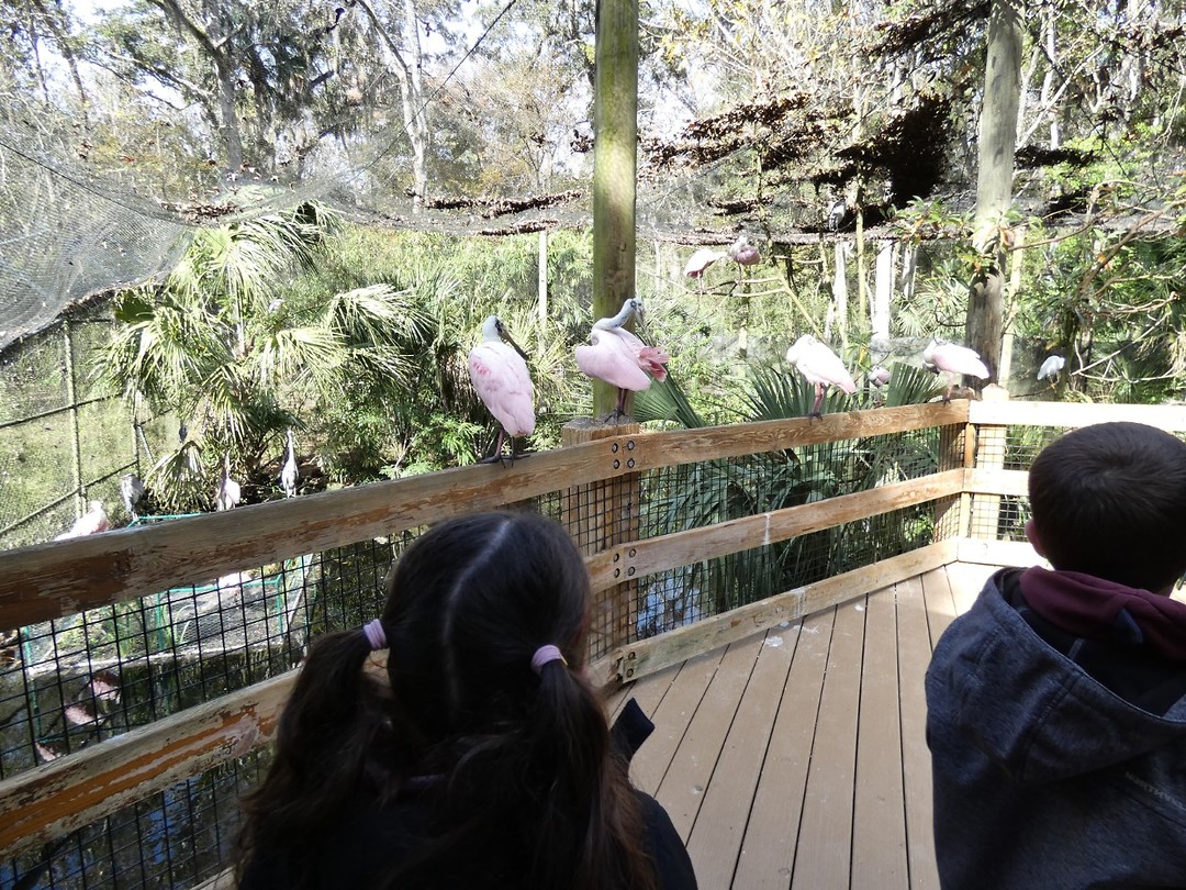 roze vogels