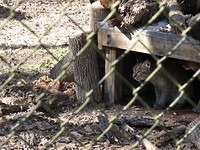 bobcat