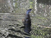 bever