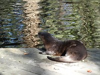 bever