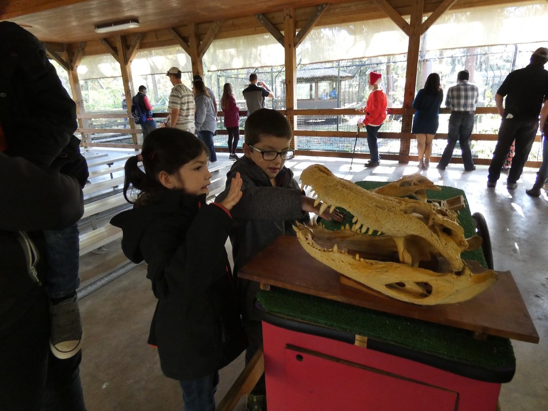dode alligator