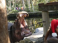 nijlpaard met honger