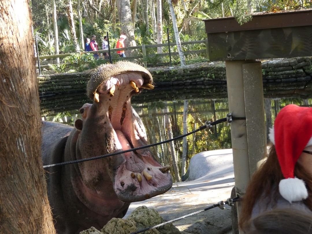 nijlpaard met honger
