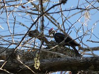 woodpecker
