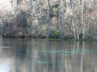 Silver Springs