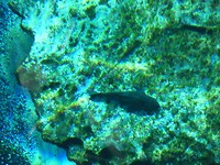 vis