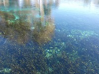 Silver Springs