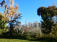 Silver Springs