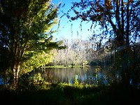 Silver Springs