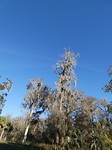 Silver Springs
