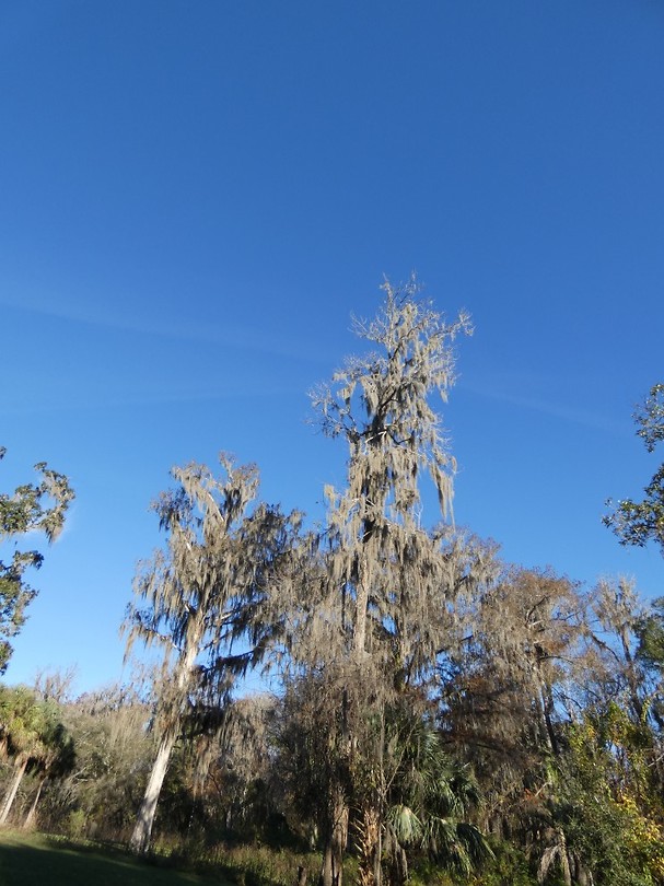 Silver Springs