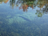 Silver Springs