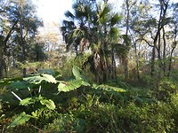 Silver Springs