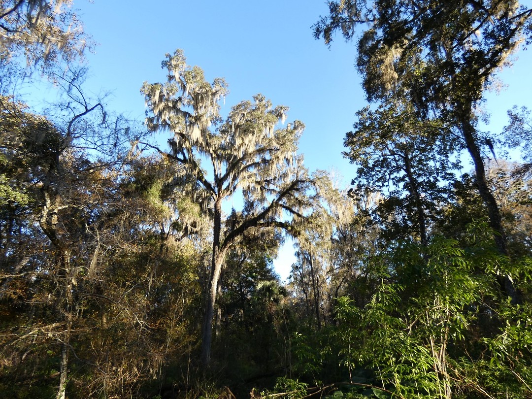 Silver Springs