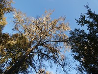 Silver Springs