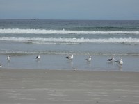 Druk op het strand