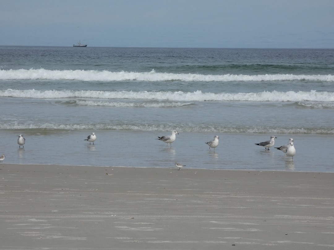 Druk op het strand