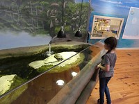 Schildpadden kijken
