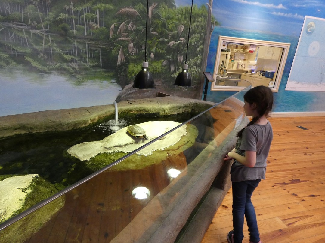 Schildpadden kijken