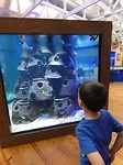 Rifaquarium
