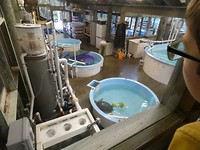 Intensive care voor zeeschildpadden