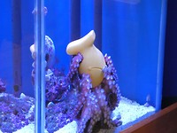 De octopus vond het wat saai, dus kreeg hij een speelgoedje met eten in verstopt
