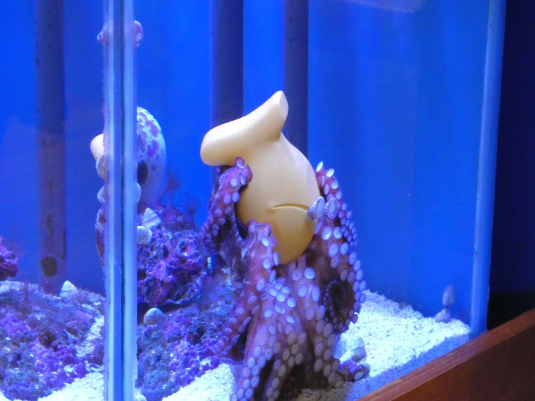 De octopus vond het wat saai, dus kreeg hij een speelgoedje met eten in verstopt