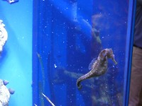 Zeepaardje