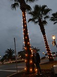 palmboom