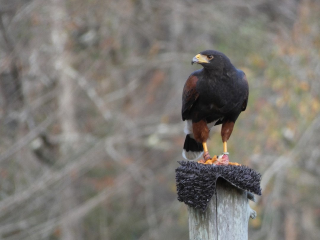 vogelshow