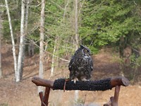 vogelshow