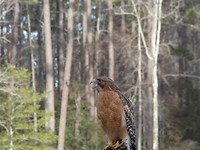 vogelshow