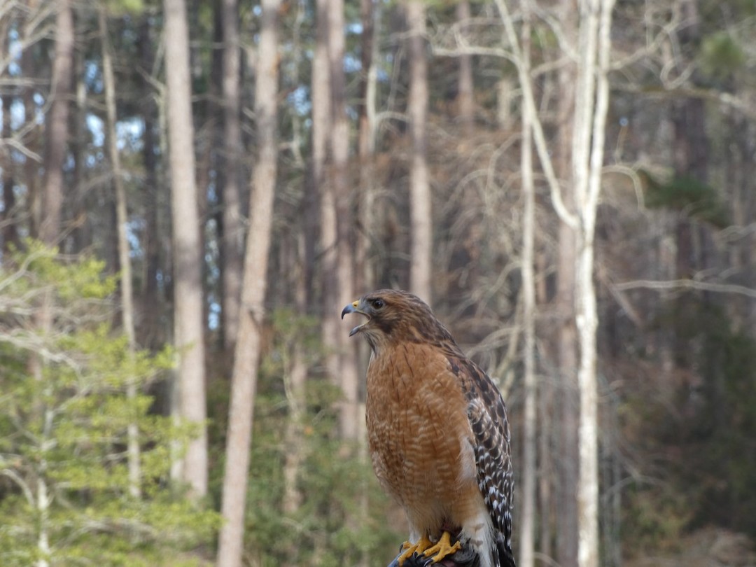 vogelshow