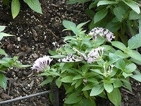 vlindertuin