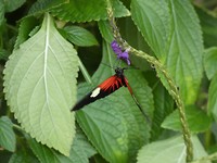 vlindertuin
